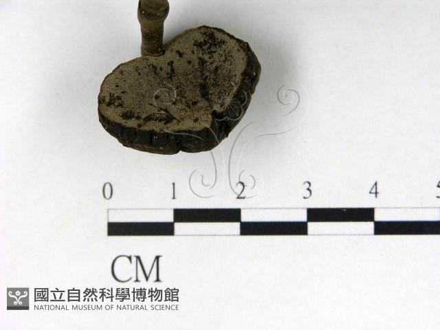 登錄號:F0009355藏品圖，第3張