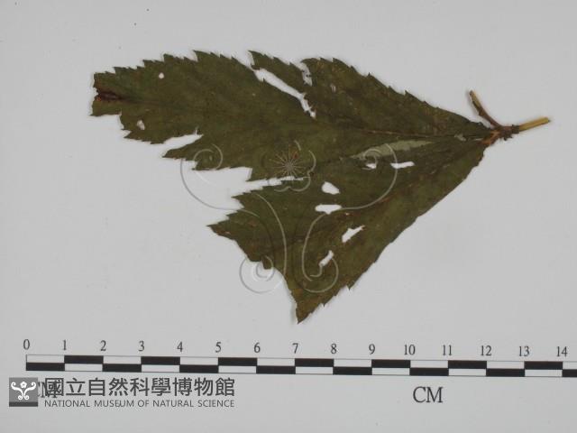 登錄號:F0019355藏品圖，第3張