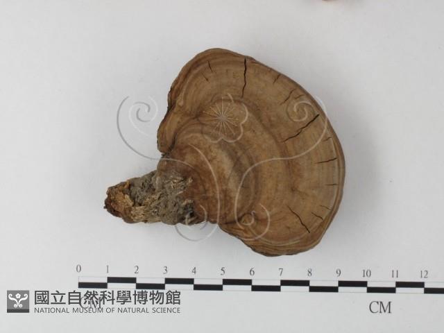登錄號:F0023355藏品圖，第3張
