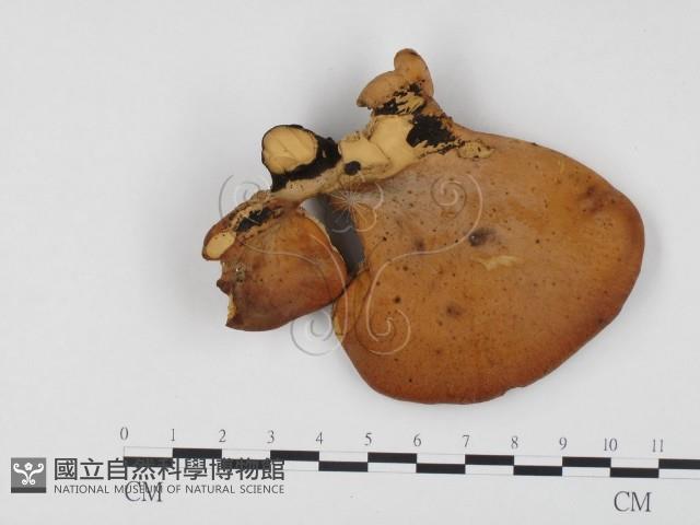 登錄號:F0008245藏品圖，第3張