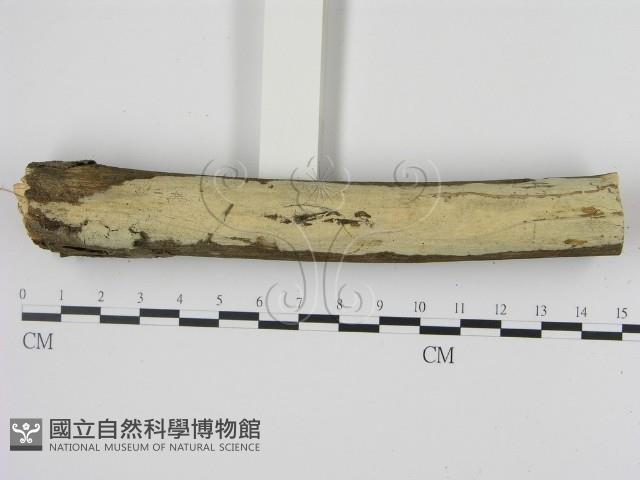 剛毛絲皮菌藏品圖，第3張