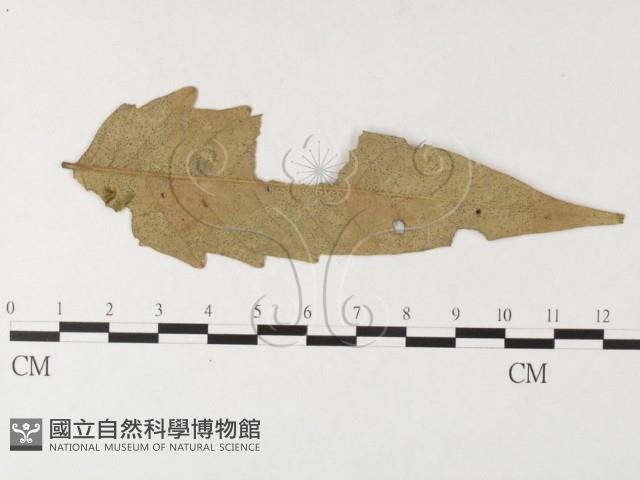 登錄號:F0026245藏品圖，第1張