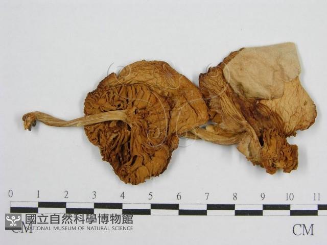 登錄號:F0001245藏品圖，第3張