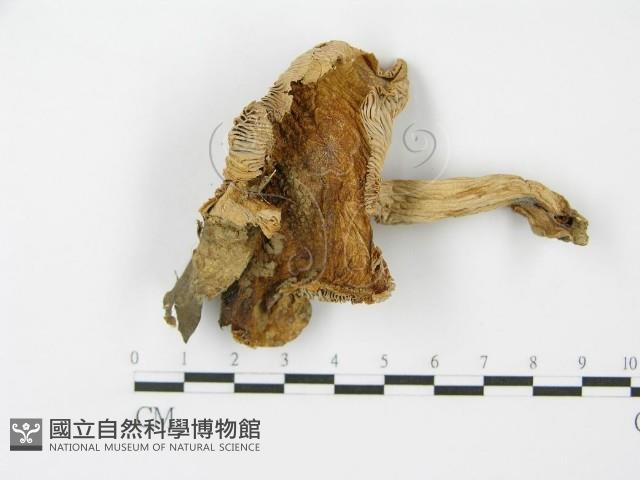 登錄號:F0011245藏品圖，第3張