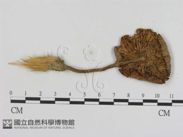 登錄號:F0014245藏品圖，第3張