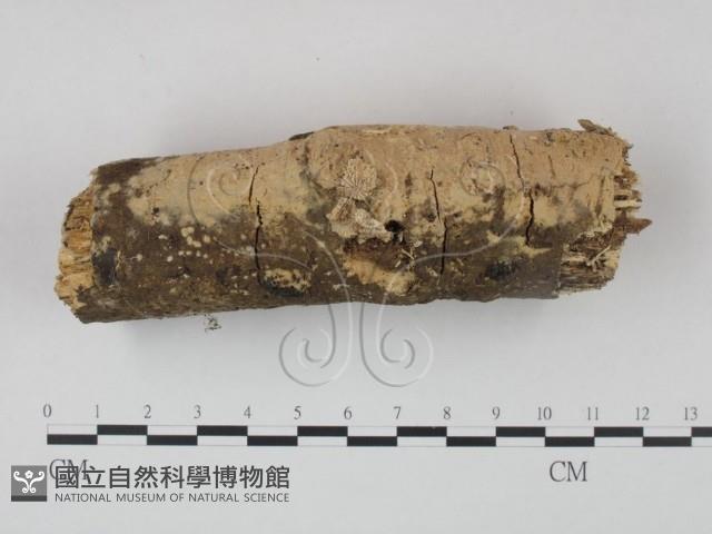 登錄號:F0022245藏品圖，第3張