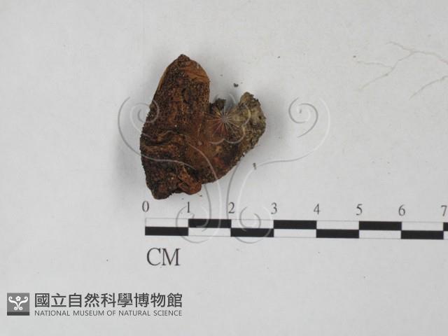 登錄號:F0027245藏品圖，第3張