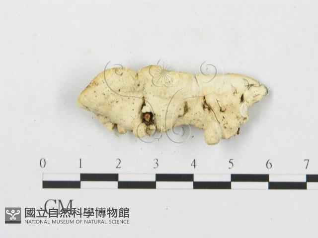 登錄號:F0007245藏品圖，第3張