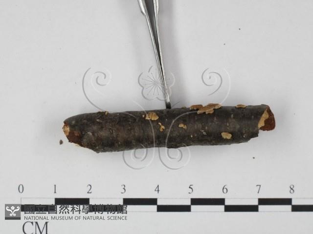 登錄號:F0015245藏品圖，第3張