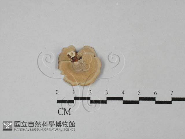 小孔菌屬藏品圖，第3張