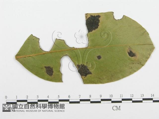 登錄號:F0019245藏品圖，第1張
