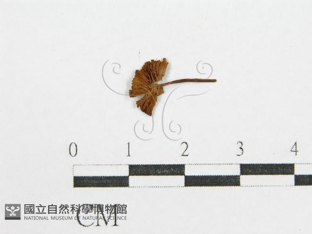 登錄號:F0003245藏品圖，第3張