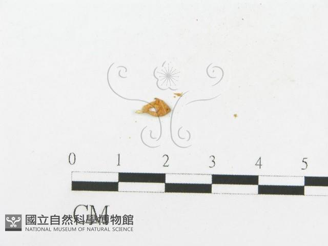登錄號:F0013245藏品圖，第3張