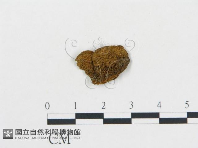 登錄號:F0018845藏品圖，第1張