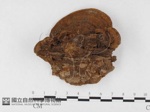 木層孔菌屬藏品圖，第3張