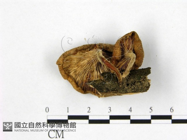 登錄號:F0001845藏品圖，第3張