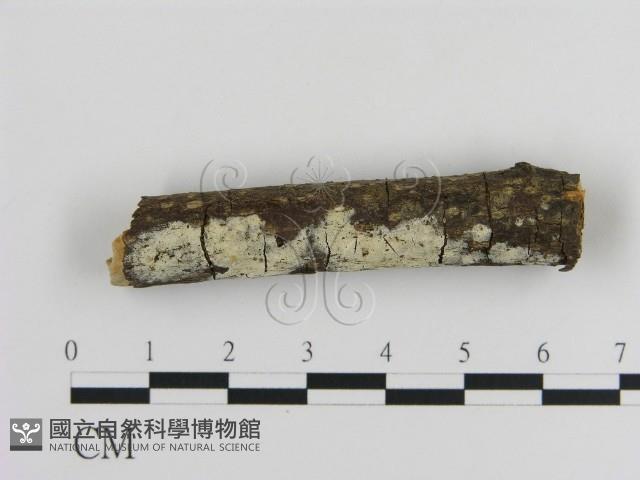 登錄號:F0002845藏品圖，第3張