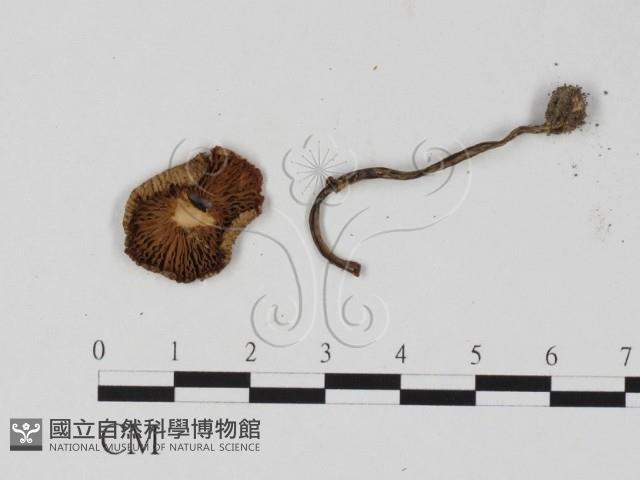 登錄號:F0025845藏品圖，第3張
