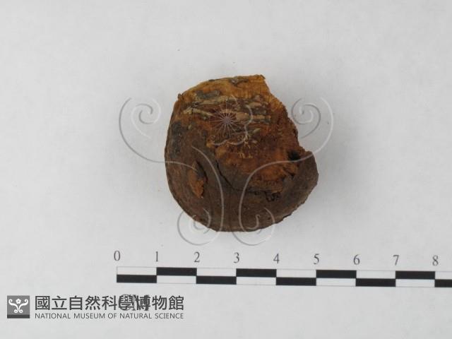 纖孔菌屬藏品圖，第3張