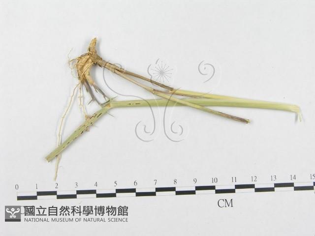 登錄號:F0018945藏品圖，第1張