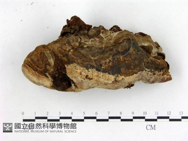 登錄號:F0020945藏品圖，第3張