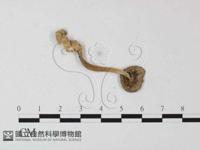 鵝膏屬藏品圖，第3張