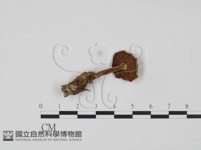 登錄號:F0021945藏品圖，第3張