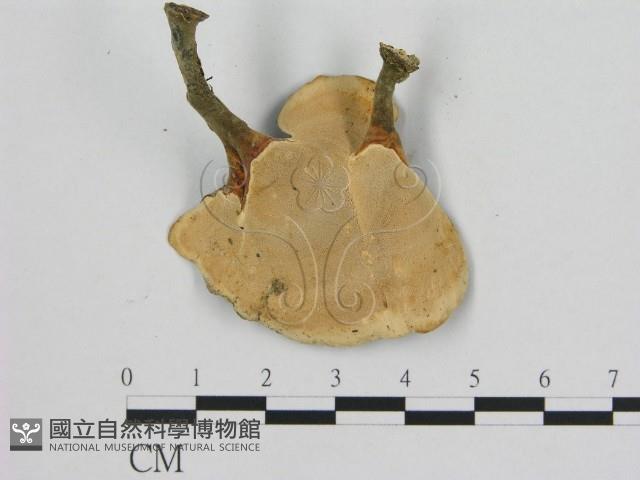 相鄰小孔菌藏品圖，第3張