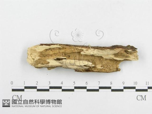 登錄號:F0014945藏品圖，第3張