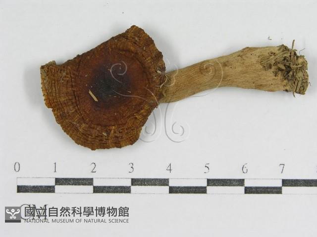 登錄號:F0012945藏品圖，第3張