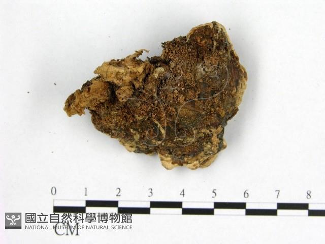 登錄號:F0015945藏品圖，第3張