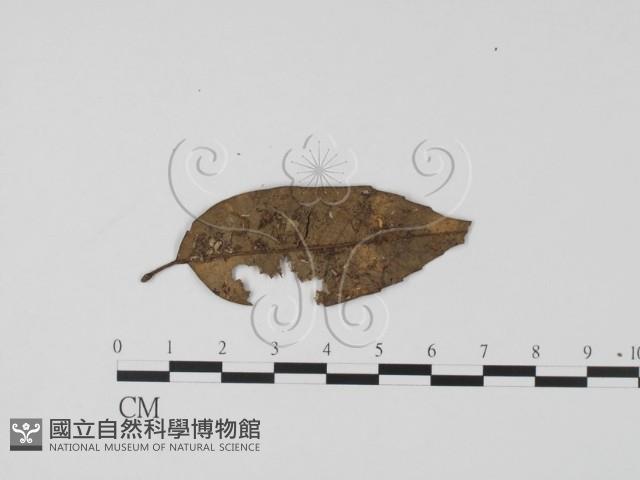 登錄號:F0009945藏品圖，第3張