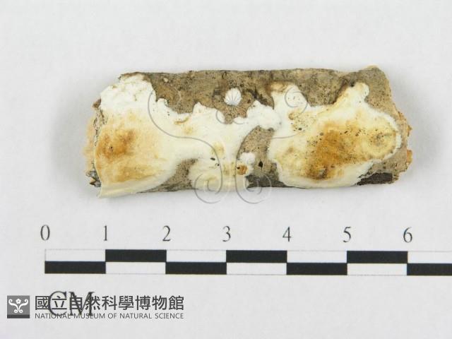 登錄號:F0019945藏品圖，第1張