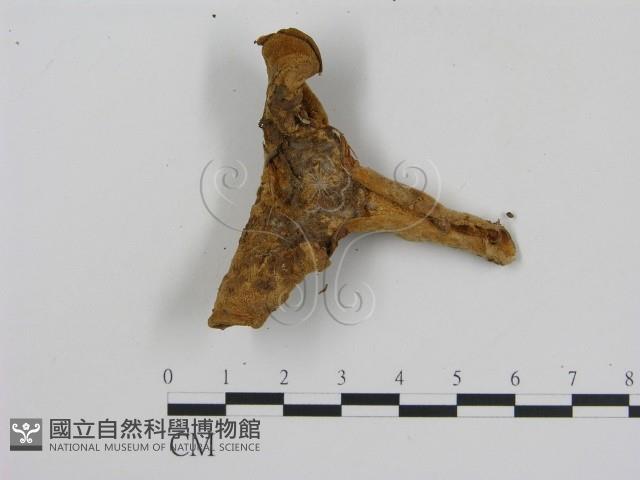 登錄號:F0003945藏品圖，第3張