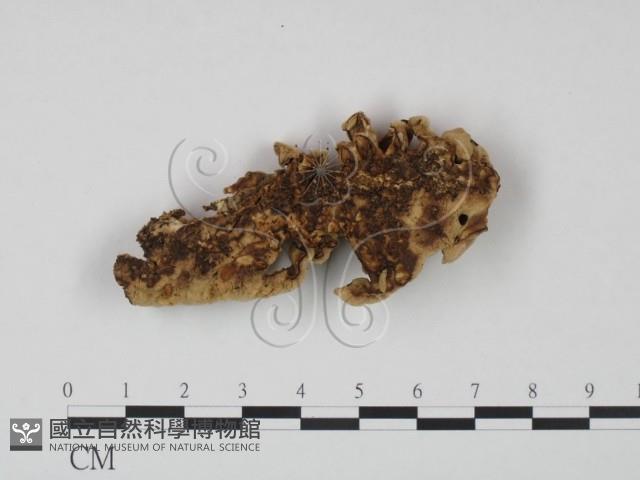 登錄號:F0013945藏品圖，第3張