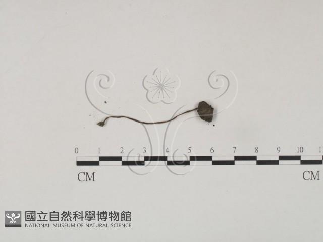 登錄號:F0000645藏品圖，第3張
