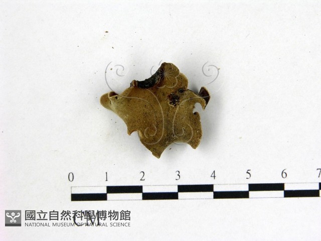 毛木耳藏品圖，第3張