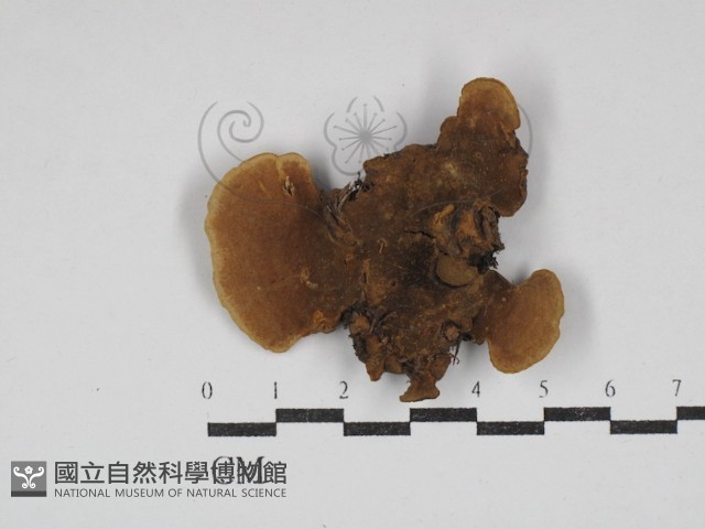 登錄號:F0030645藏品圖，第3張