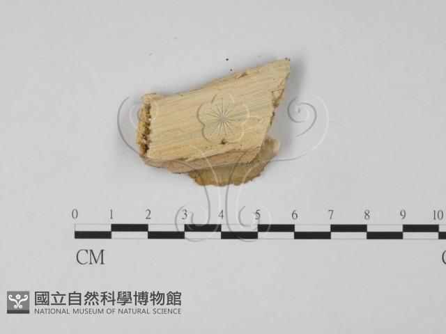 登錄號:F0006645藏品圖，第3張