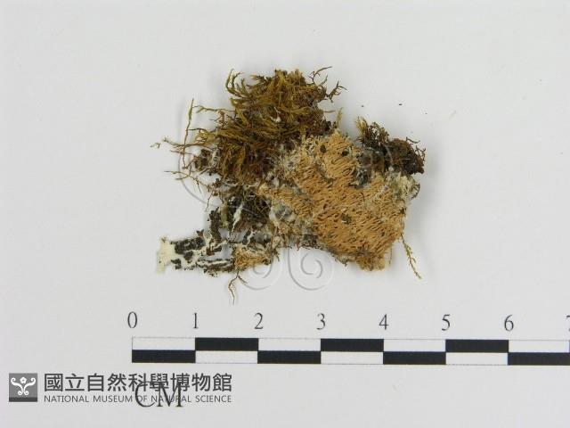 登錄號:F0016645藏品圖，第3張