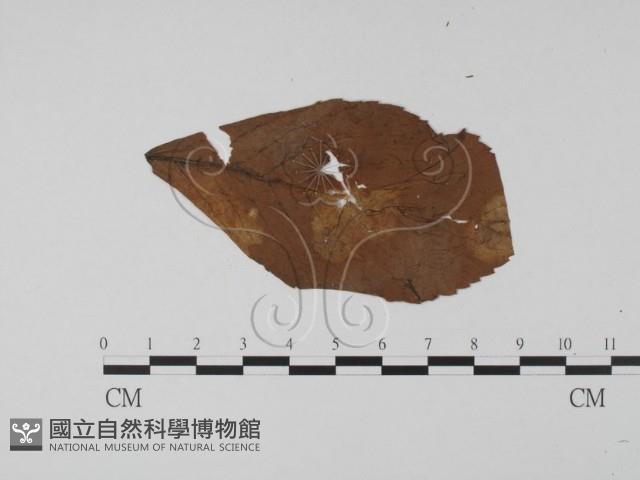 登錄號:F0011645藏品圖，第3張