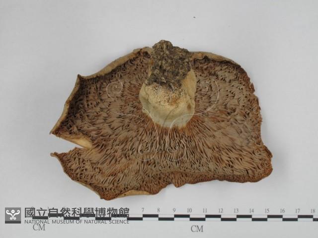 登錄號:F0024645藏品圖，第3張