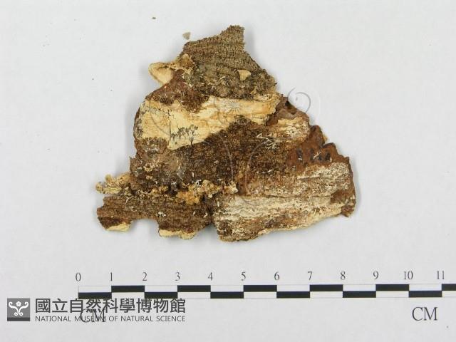 登錄號:F0004645藏品圖，第3張