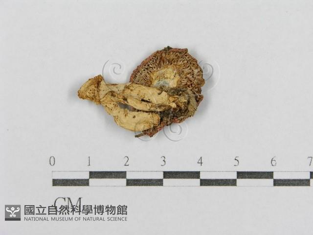 紅菇屬藏品圖，第3張