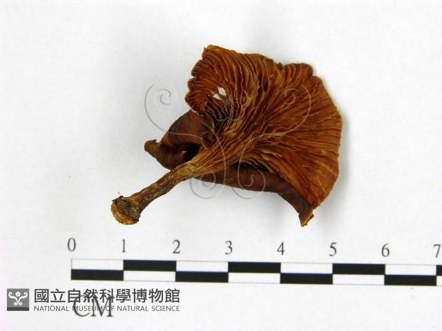 登錄號:F0007645藏品圖，第3張