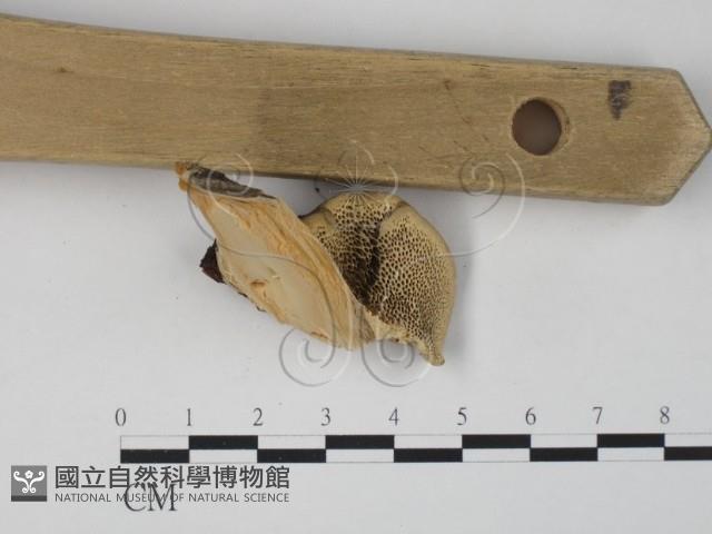 栓菌屬藏品圖，第3張