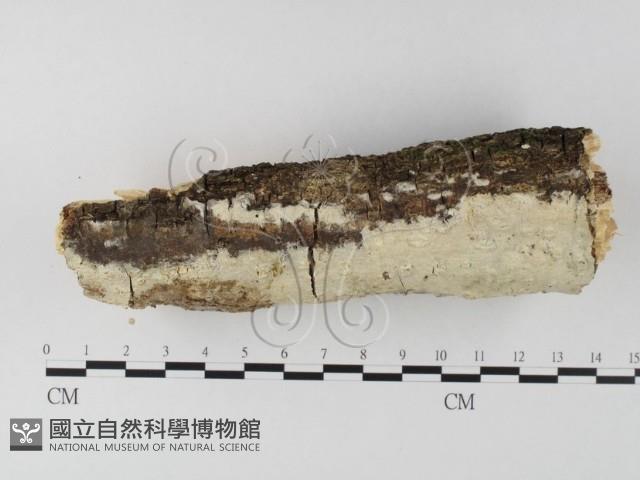 登錄號:F0025645藏品圖，第3張