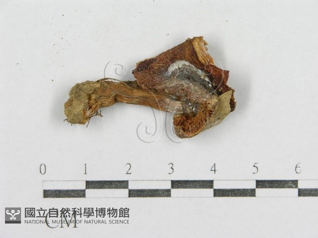 紅菇屬藏品圖，第3張