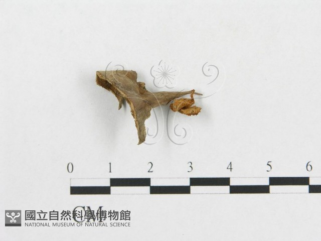 登錄號:F0015645藏品圖，第3張