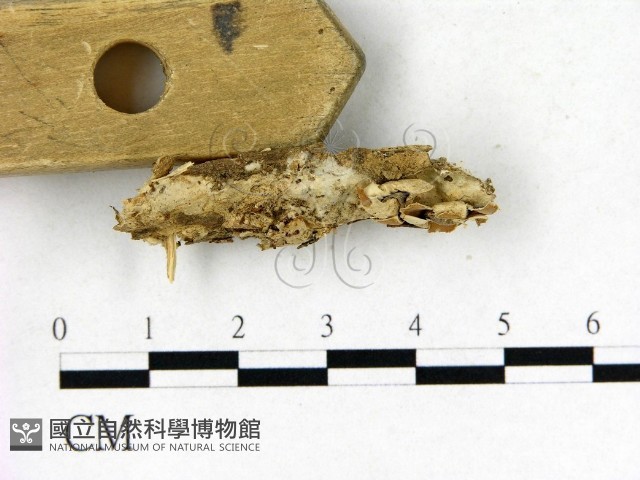 登錄號:F0009645藏品圖，第3張